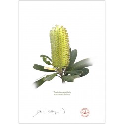 Coast Banksia Flower (Banksia integrifolia)