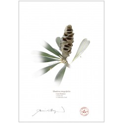 Coast Banksia Seed Cone and Leaf (Banksia integrifolia)