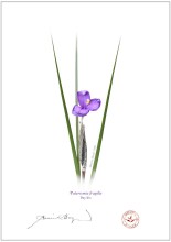Day Iris (Patersonia fragilis)