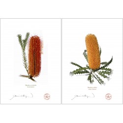 Banksia Flower Collection 4 Diptych