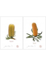 Banksia Flower Collection 2 Diptych