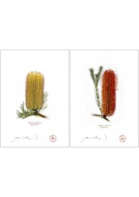 Banksia Flower Collection 3 Diptych