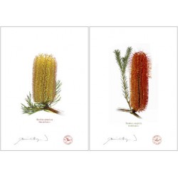 Banksia Flower Collection 3 Diptych