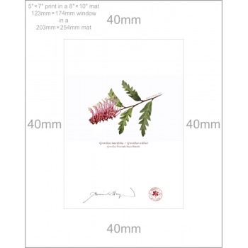 Grevillea 'Poorinda Royal Mantle' Diptych - 5″ × 7″ Prints Ready to Frame With 8″ × 10″ Mats and Backing