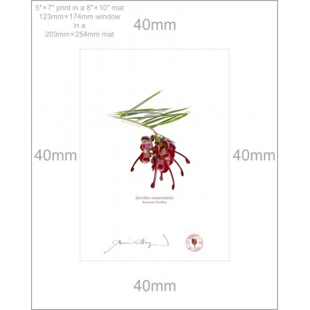 041 Rosemary Grevillea (Grevillea rosmarinifolia) - 5″ × 7″ Print Ready to Frame With 8″ × 10″ Mat and Backing
