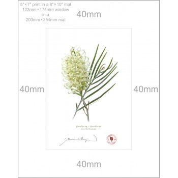112 Grevillea 'Moonlight' - 5″ × 7″ Print Ready to Frame With 8″ × 10″ Mat and Backing