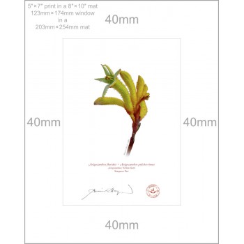 Kangaroo Paw (Anigozanthos) Diptych - 5″ × 7″ Prints Ready to Frame With 8″ × 10″ Mats and Backing