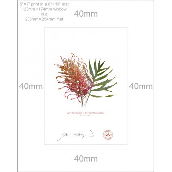 135 Grevillea 'Superb' - 5″ × 7″ Print Ready to Frame With 8″ × 10″ Mat and Backing