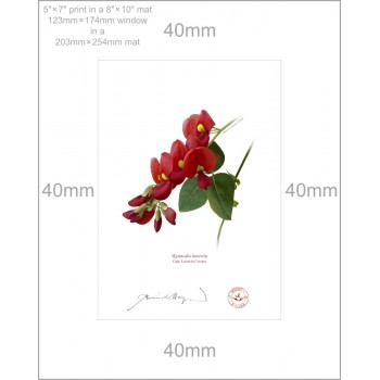 137 Cape Leeuwin Creeper (Kennedia lateritia) - 5″ × 7″ Print Ready to Frame With 8″ × 10″ Mat and Backing