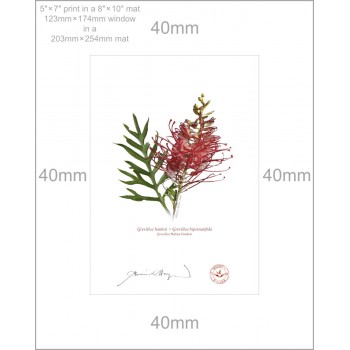 Grevillea Collection 1 Diptych - 5″ × 7″ Prints Ready to Frame With 8″ × 10″ Mats and Backing