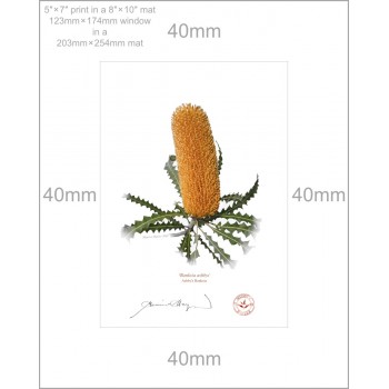 Banksia Flower Collection 2 Diptych - 5″ × 7″ Prints Ready to Frame With 8″ × 10″ Mats and Backing