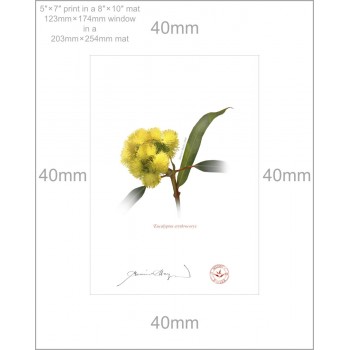 162 Eucalyptus erythrocorys - 5″ × 7″ Print Ready to Frame With 8″ × 10″ Mat and Backing
