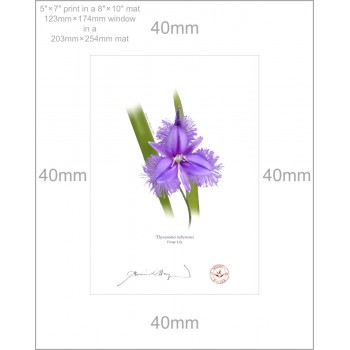 163 Fringe Lily (Thysanotus tuberosus) - 5″ × 7″ Print Ready to Frame With 8″ × 10″ Mat and Backing