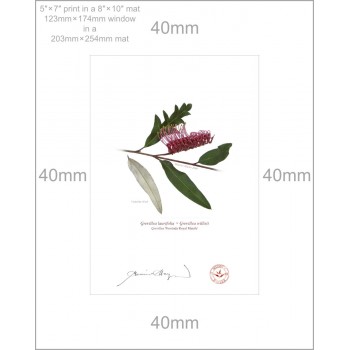 190 Grevillea 'Poorinda Royal Mantle' - 5″ × 7″ Print Ready to Frame With 8″ × 10″ Mat and Backing