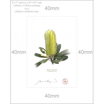 192 Coast Banksia Flower (Banksia integrifolia) - 5″ × 7″ Print Ready to Frame With 8″ × 10″ Mat and Backing