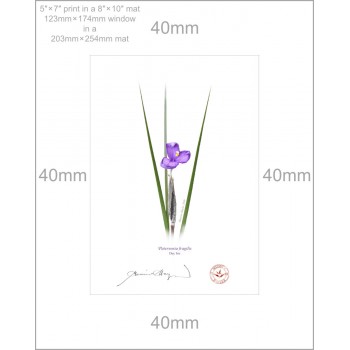204 Day Iris (Patersonia fragilis) - 5″ × 7″ Print Ready to Frame With 8″ × 10″ Mat and Backing