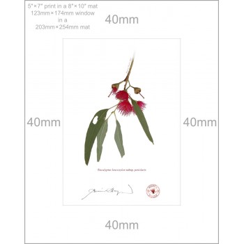 229 Eucalyptus leucoxylon subsp. petiolaris - 5″ × 7″ Print Ready to Frame With 8″ × 10″ Mat and Backing