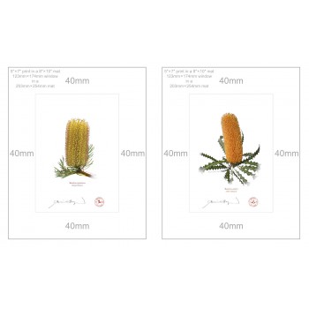 Banksia Flower Collection 2 Diptych - 5″ × 7″ Prints Ready to Frame With 8″ × 10″ Mats and Backing