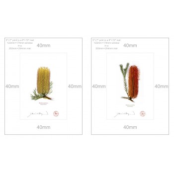 Banksia Flower Collection 3 Diptych - 5″ × 7″ Prints Ready to Frame With 8″ × 10″ Mats and Backing
