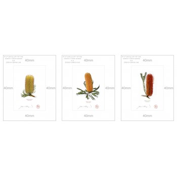 Banksia Flower Collection 1 Triptych - 5″ × 7″ Prints Ready to Frame With 8″ × 10″ Mats and Backing