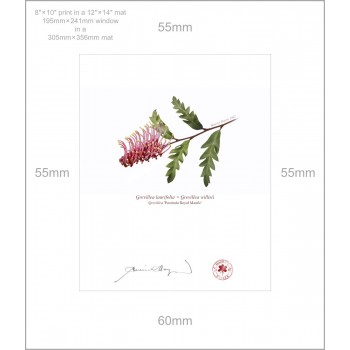 025 Grevillea 'Poorinda Royal Mantle' - 8″ × 10″ Print Ready to Frame With 12″ × 14″ Mat and Backing
