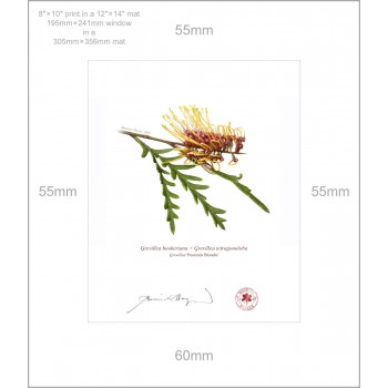 028 Grevillea 'Poorinda Blondie' - 8″ × 10″ Print Ready to Frame With 12″ × 14″ Mat and Backing