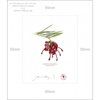 041 Rosemary Grevillea (Grevillea rosmarinifolia) - 8″ × 10″ Print Ready to Frame With 12″ × 14″ Mat and Backing