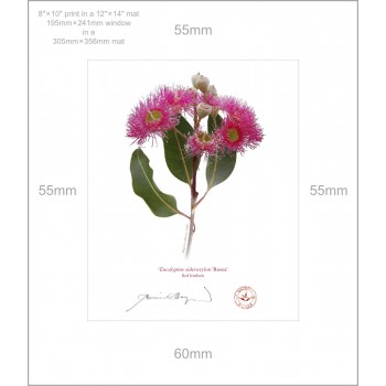 121 Red Ironbark (Eucalyptus sideroxylon 'Rosea') - 8″ × 10″ Print Ready to Frame With 12″ × 14″ Mat and Backing
