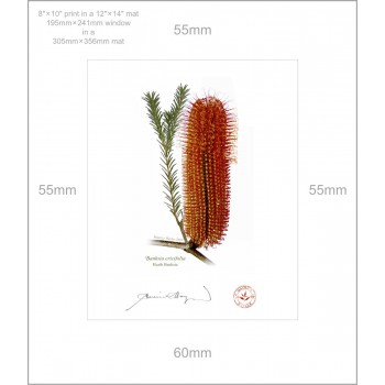 148 Heath Banksia (Banksia ericifolia) - 8″ × 10″ Print Ready to Frame With 12″ × 14″ Mat and Backing