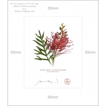 Grevillea Collection 3 Triptych - 8″ × 10″ Prints Ready to Frame With 12″ × 14″ Mats and Backing