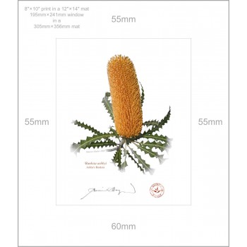 154 Ashby's Banksia (Banksia ashbyi) - 8″ × 10″ Print Ready to Frame With 12″ × 14″ Mat and Backing