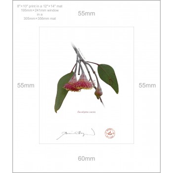 161 Eucalyptus caesia - 8″ × 10″ Print Ready to Frame With 12″ × 14″ Mat and Backing