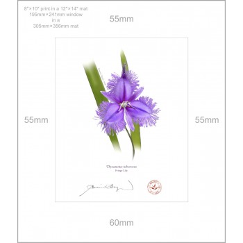 163 Fringe Lily (Thysanotus tuberosus) - 8″ × 10″ Print Ready to Frame With 12″ × 14″ Mat and Backing
