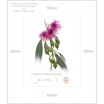 164 Eucalyptus leucoxylon subsp. megalocarpa 'Rosea' - 8″ × 10″ Print Ready to Frame With 12″ × 14″ Mat and Backing