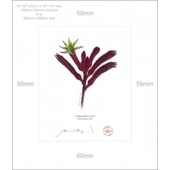 Kangaroo Paw (Anigozanthos) Diptych - 8″ × 10″ Prints Ready to Frame With 12″ × 14″ Mats and Backing