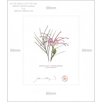 188 Grevillea 'Bulli Princess' - 8″ × 10″ Print Ready to Frame With 12″ × 14″ Mat and Backing