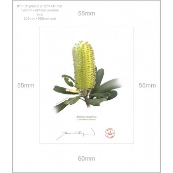 Life of a Banksia Flower Triptych - 8″ × 10″ Prints Ready to Frame With 12″ × 14″ Mats and Backing