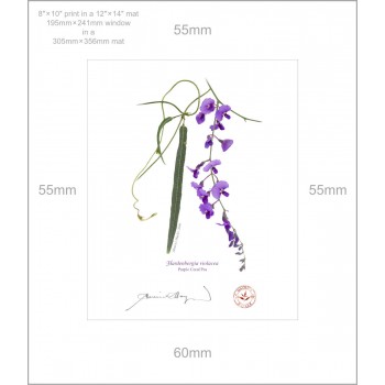 203 Hardenbergia violacea - 8″ × 10″ Print Ready to Frame With 12″ × 14″ Mat and Backing