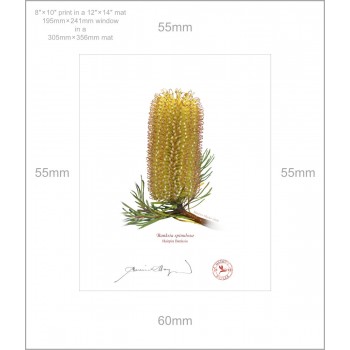 223 Hairpin Banksia (Banksia spinulosa) - 8″ × 10″ Print Ready to Frame With 12″ × 14″ Mat and Backing