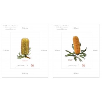 Banksia Flower Collection 2 Diptych - 8″ × 10″ Prints Ready to Frame With 12″ × 14″ Mats and Backing