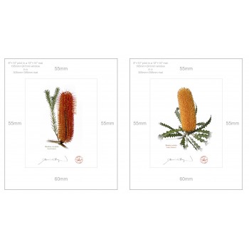 Banksia Flower Collection 4 Diptych - 8″ × 10″ Prints Ready to Frame With 12″ × 14″ Mats and Backing
