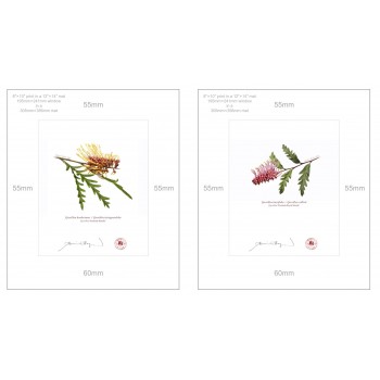 Grevillea Collection 2 Diptych - 8″ × 10″ Prints Ready to Frame With 12″ × 14″ Mats and Backing
