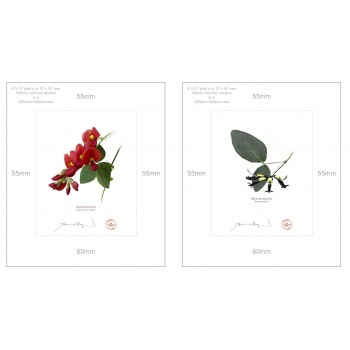 Kennedia species Diptych - 8″ × 10″ Prints Ready to Frame With 12″ × 14″ Mats and Backing
