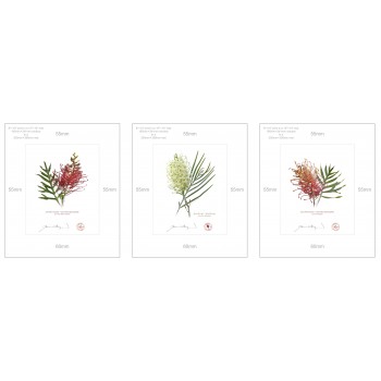 Grevillea Collection 3 Triptych - 8″ × 10″ Prints Ready to Frame With 12″ × 14″ Mats and Backing