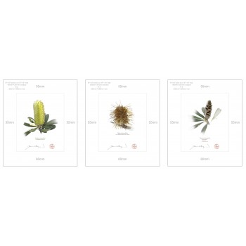 Life of a Banksia Flower Triptych - 8″ × 10″ Prints Ready to Frame With 12″ × 14″ Mats and Backing