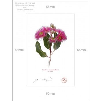 121 Red Ironbark (Eucalyptus sideroxylon 'Rosea') - A4 Print Ready to Frame With 12″ × 16″ Mat and Backing