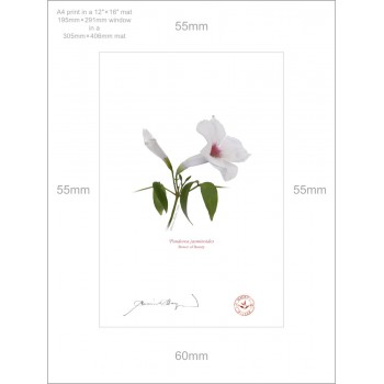 123 Pandorea jasminoides - A4 Print Ready to Frame With 12″ × 16″ Mat and Backing