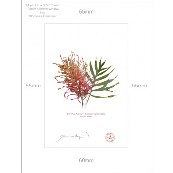Grevillea Collection 1 Diptych - A4 Prints Ready to Frame With 12″ × 16″ Mats and Backing