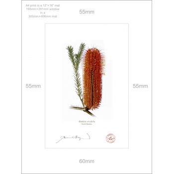 148 Heath Banksia (Banksia ericifolia) - A4 Print Ready to Frame With 12″ × 16″ Mat and Backing