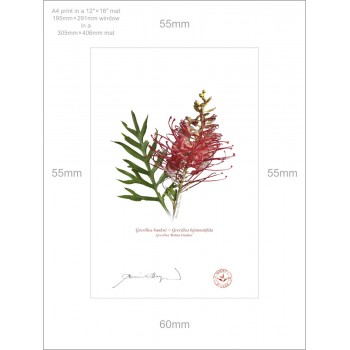 149 Grevillea 'Robyn Gordon' - A4 Print Ready to Frame With 12″ × 16″ Mat and Backing